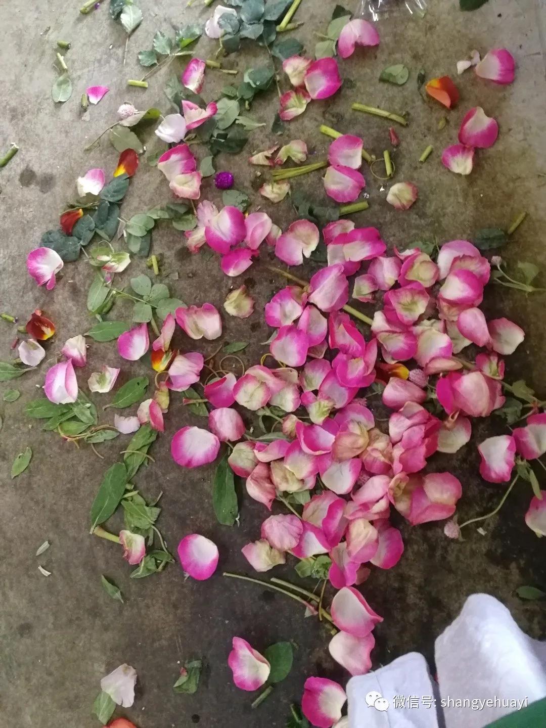 鲜花玫瑰花应该怎么养,玫瑰花鲜花养护