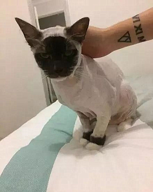 奶牛猫长白色杂毛,奶牛猫身上有黄毛