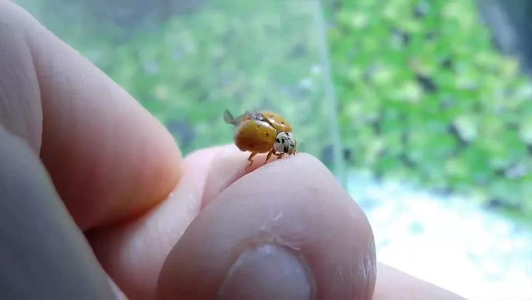 我穷到连最简单的过滤器都买不起，干脆就开了个三无草缸！