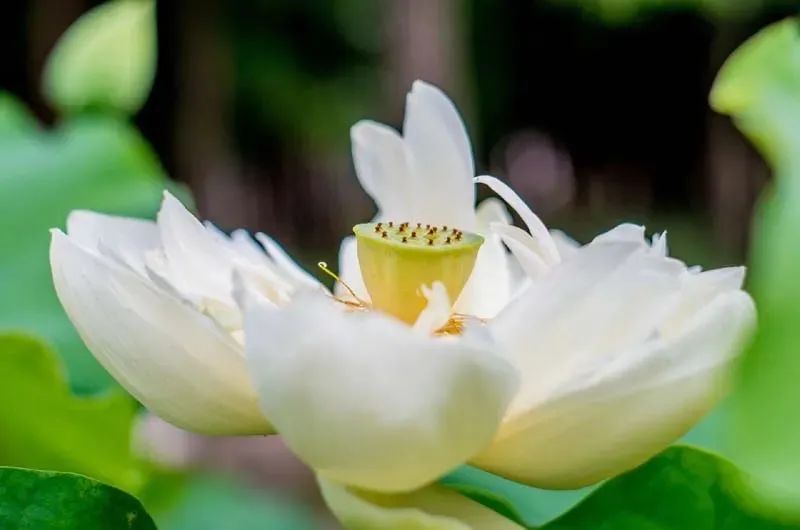 荷花的10种做法,荷花的吃法视频