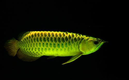 怎么分辨龙鱼几岁了图片,真正的龙鱼怎么辨别