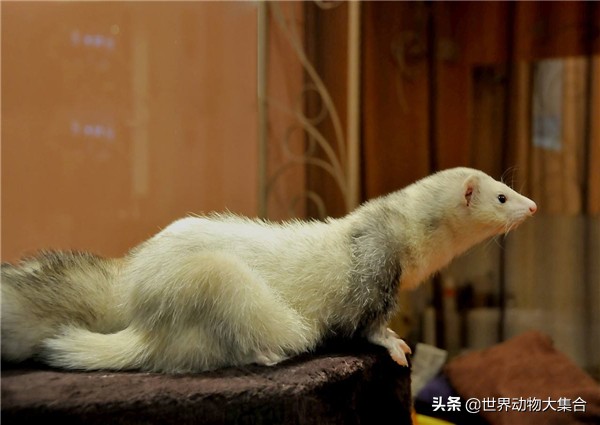 养安格鲁貂攻略,安格鲁貂养公的还是母的