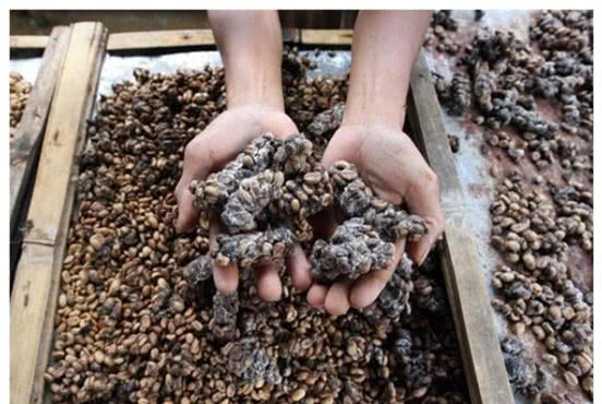 最贵的猫咖啡,最贵的咖啡是不是猫屎咖啡