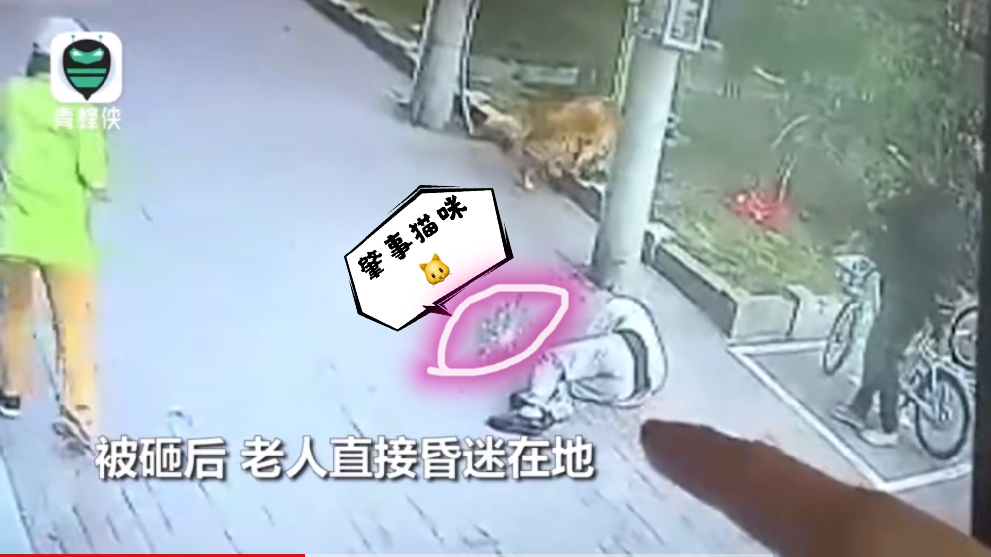 猫咪高空坠落砸到人,猫咪高空坠落主人要负责吗