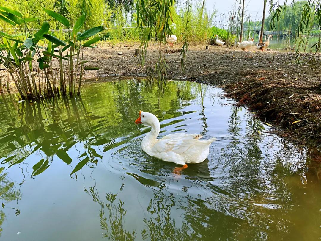 打卡郑州雕塑公园！在这里去感受人与自然，遇见不一样的郑州