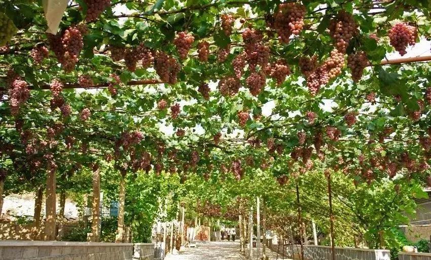 葡萄小镇攻略,长安区南寨西村太阳葡萄小镇