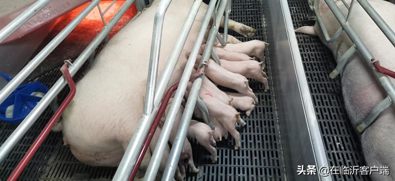 猪命贵！涨价的背后：生猪养殖行业的利润史无前例，屠宰企业赔钱来满足市场供应，屠宰一头猪赔100元左右