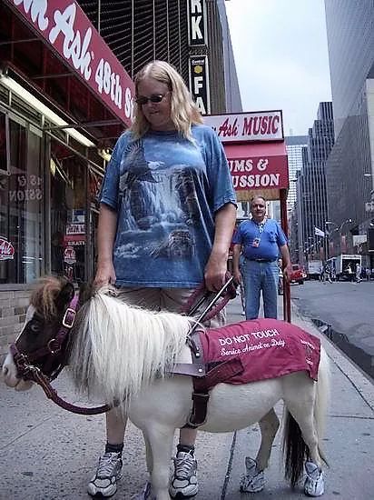 导盲马寿命有多长,导盲马可以看多远