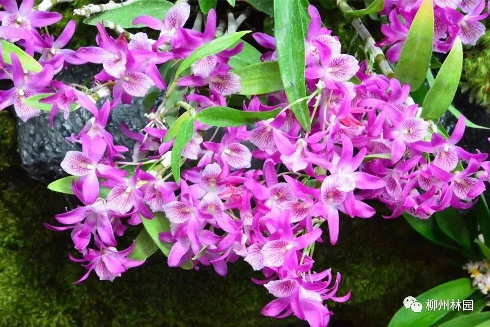 父亲节折什么花给父亲好,父亲节送给父亲什么