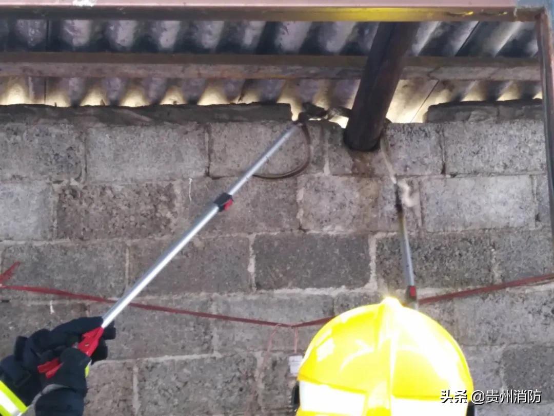 2米长蛇闯入房间,3米长蛇闯进浴室