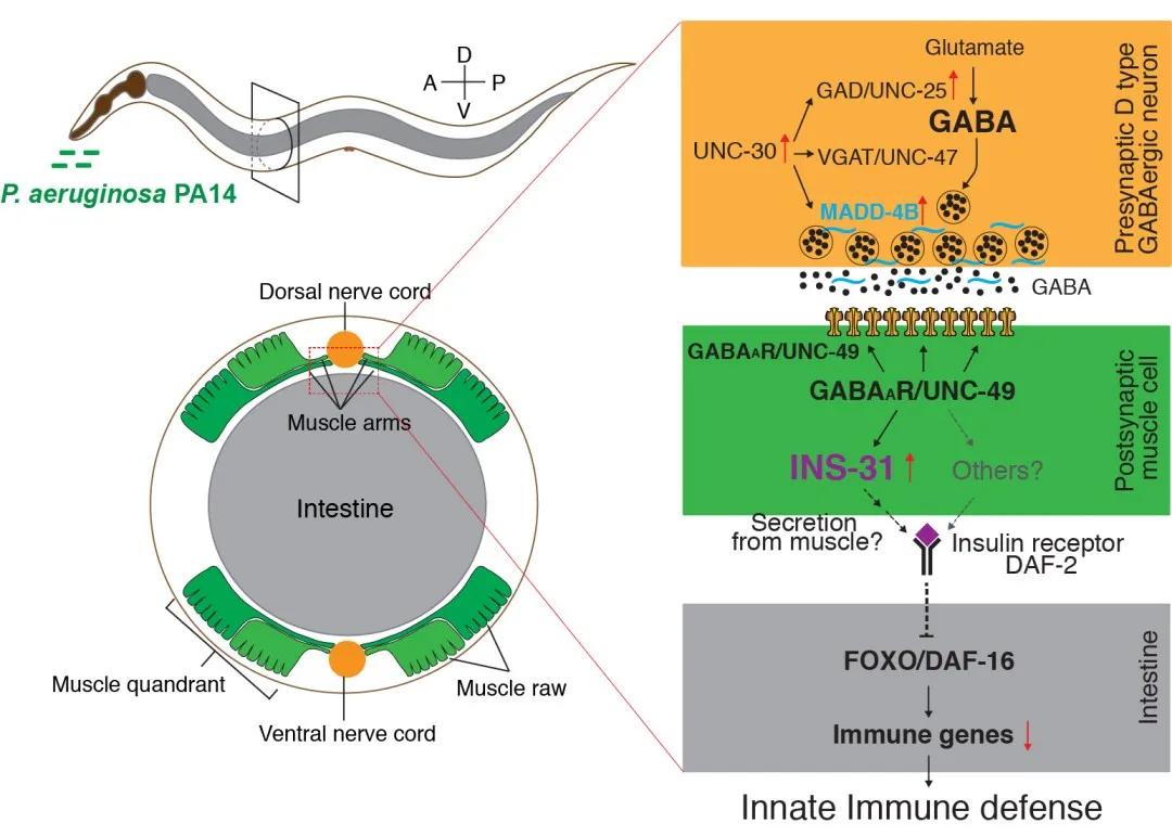 脑科学日报在线阅读,脑科学日报多巴胺