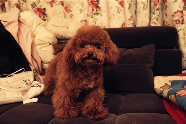 第1次想养纯种狗应该怎么挑,纯种狗和不纯种哪个好养