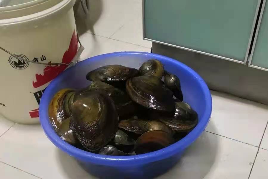 水里捞一捞,河里钓鲤鱼草鱼的特效饵料