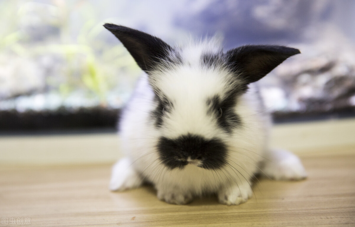 预防兔子球虫病的中草药,兔子球虫病的治疗与防治