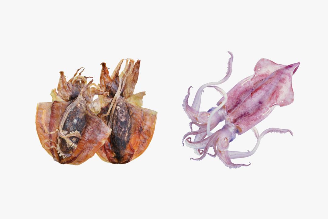 鱿鱼章鱼墨鱼最重要的器官是什么,墨鱼与鱿鱼章鱼八爪鱼有什么区别