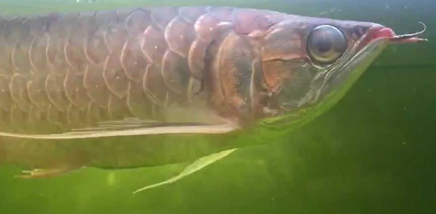 龙鱼蒙眼用蒙眼药可以治好吗,龙鱼蒙眼用蒙眼康好使吗