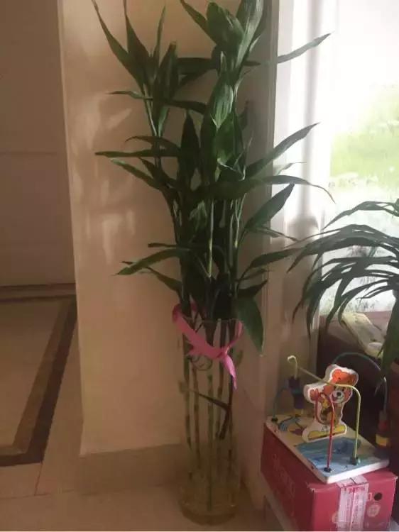 富贵竹养几根最合适,富贵竹一个花瓶里放双数还是单数