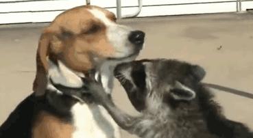 强有效的天然致幻剂，很多人纷纷上瘾，狂“舔蛤蟆”