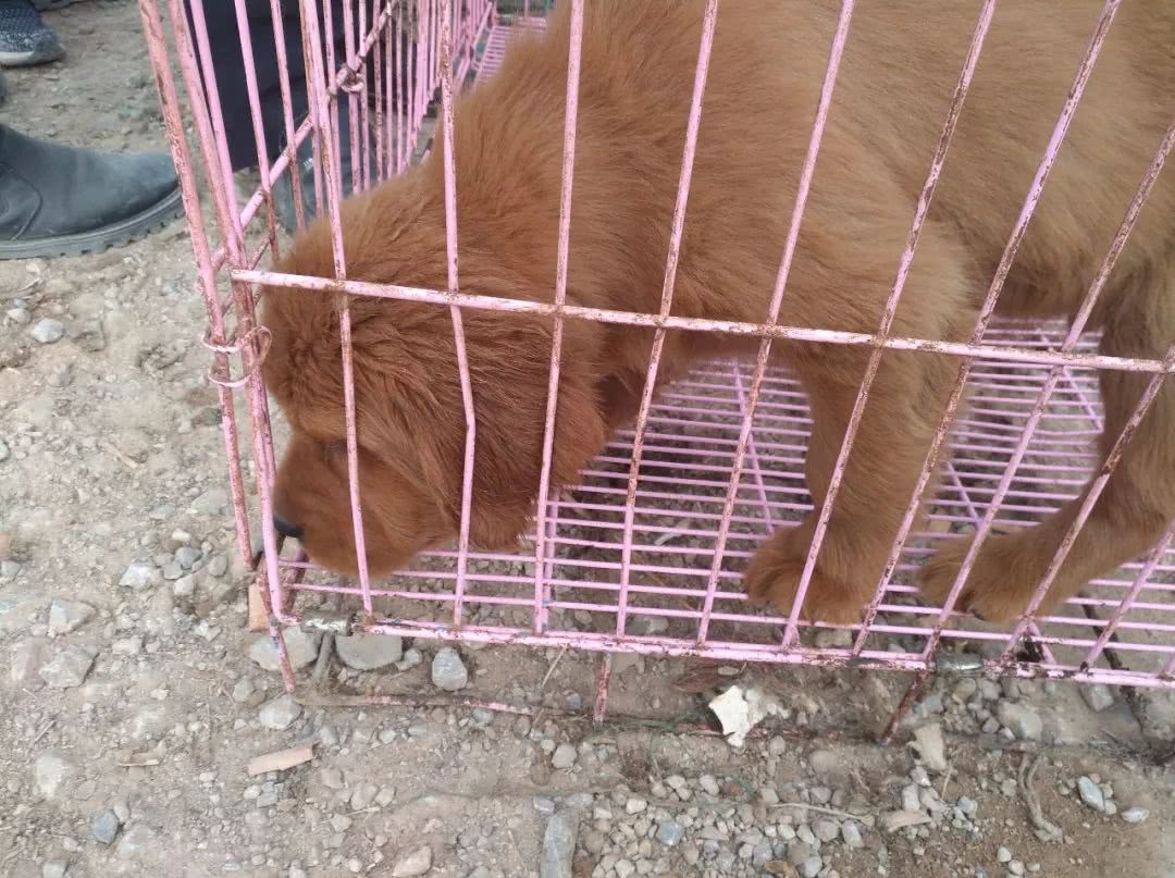 狗市场金毛幼犬出售,狗市商贩卖金毛