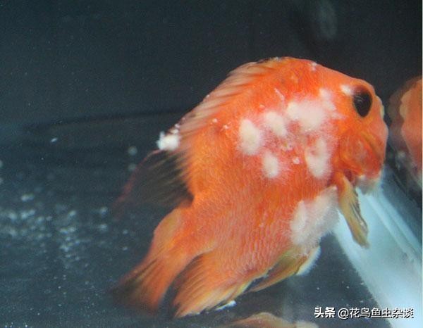 不被骗钱的知识,鹦鹉鱼疾病小知识