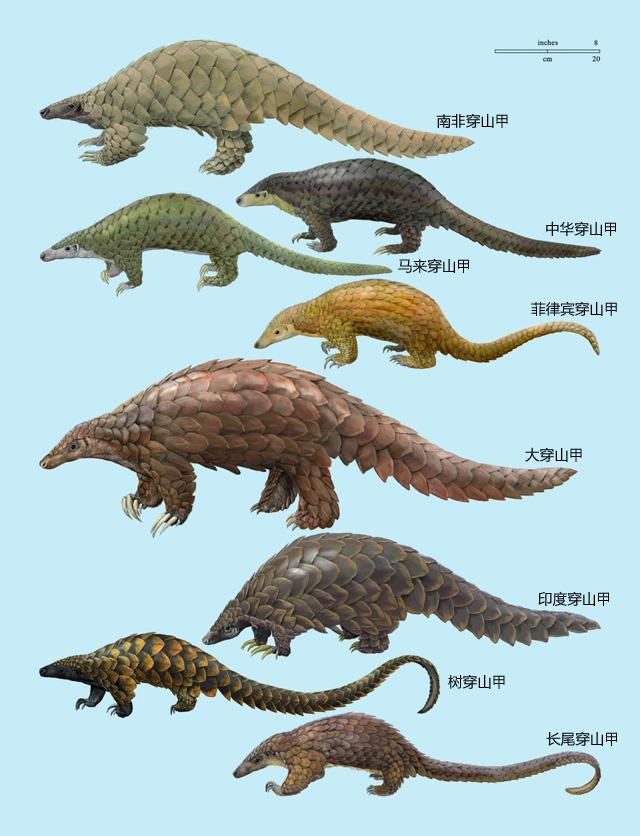 络脉瘀阻怎么治疗,疏通络脉的中成药