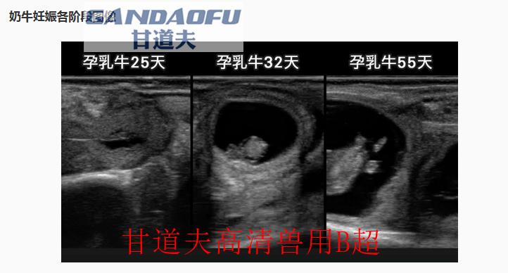 兽用b超机怎么测试猪怀孕,兽用b超机如何看母猪怀孕