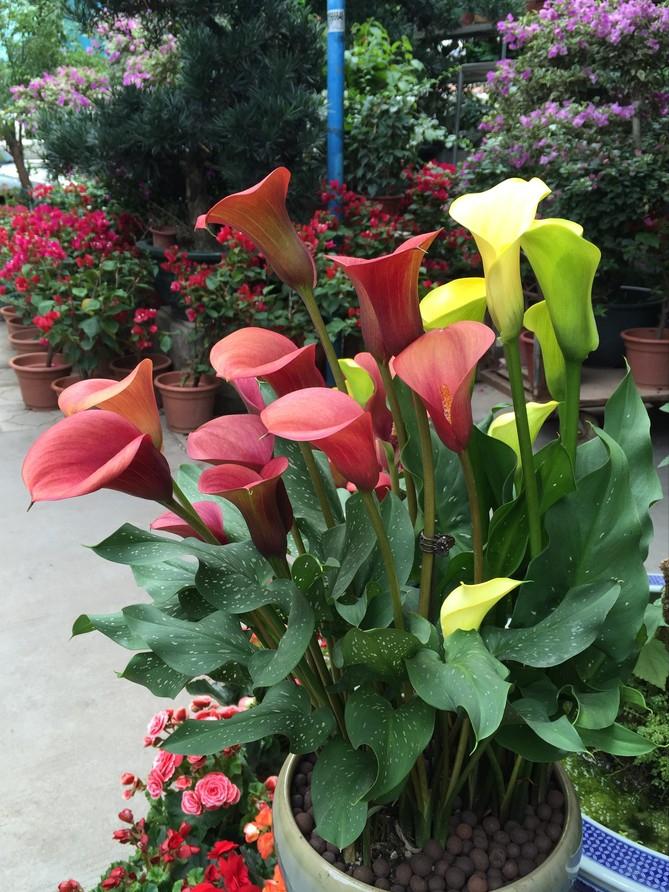 十种毒花不能养,十种大毒花家里经常养