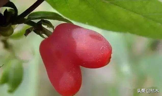 相思果的图片,漂亮的相思果