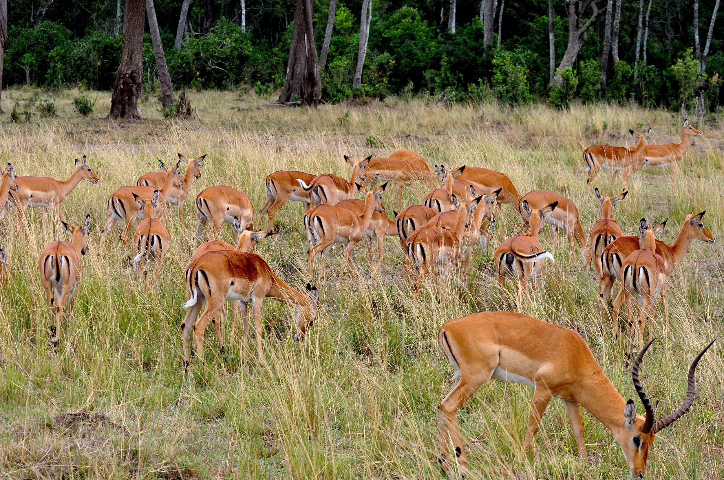 非洲牛科,物种繁多,来认识一下非洲大陆的各种羚羊吧