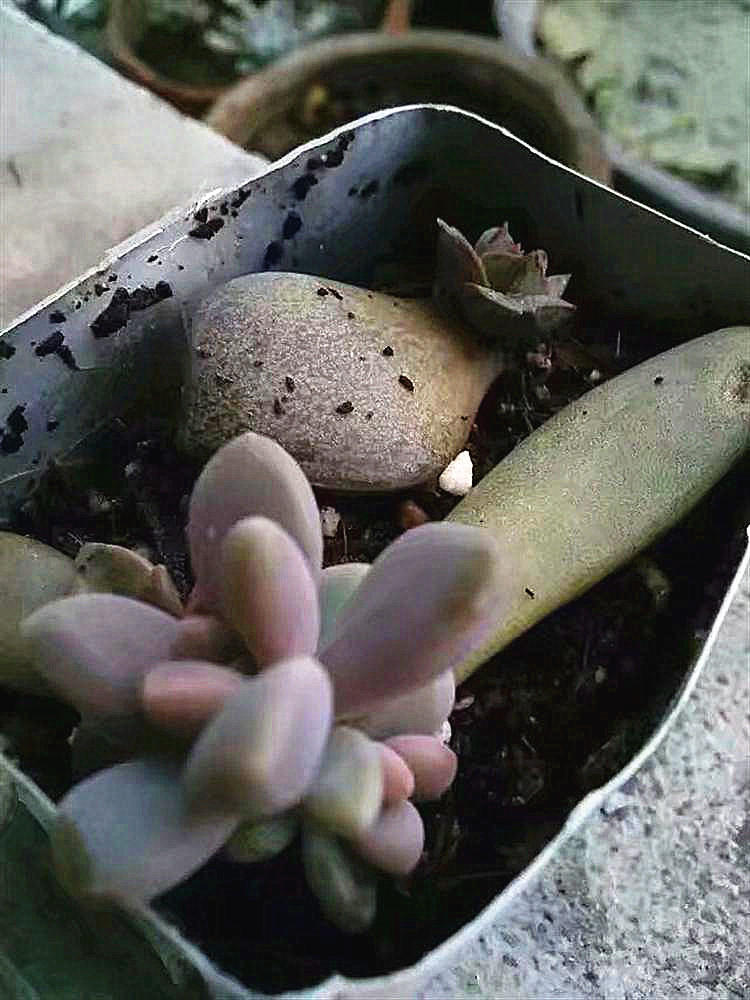 多肉黑霉病怎么消除最有效,多肉白腐病怎么防治