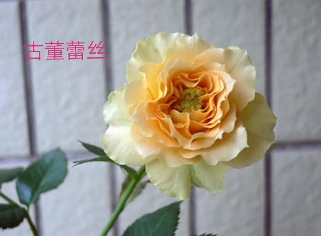 适合做切花的月季品种,十大公认最好切花月季