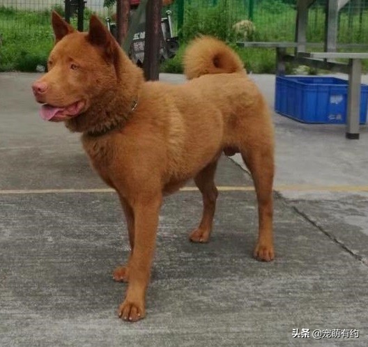 中华名犬，广东五红狗和广西笔尾灰犬，已濒临灭绝，急待拯救
