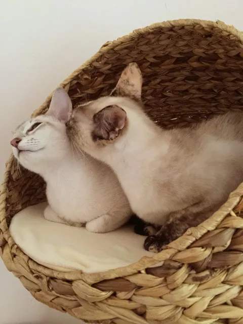 猫最好用什么猫窝,各种猫窝的视频大全