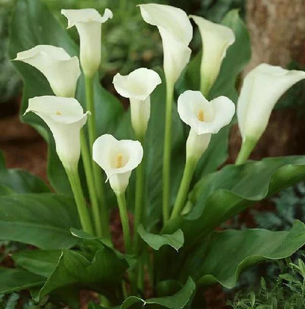 马蹄莲要醒花吗,马蹄莲一年开一次花