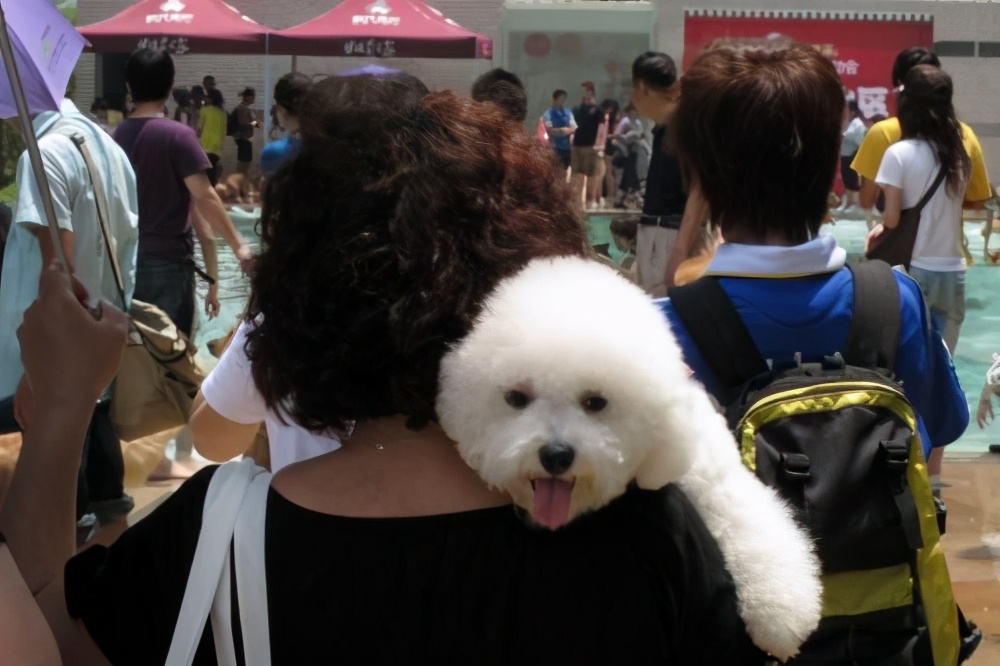 谨慎！不要再用这几种方式遛比熊了，会伤害到它