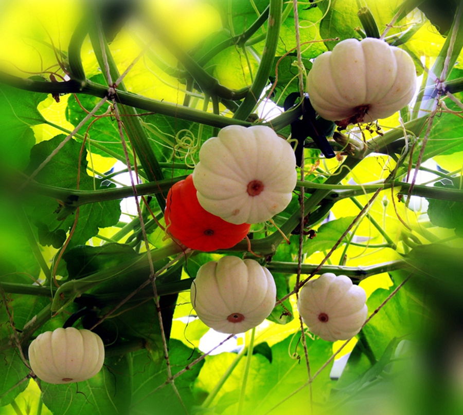 扫落叶优美诗句,扫落叶的诗句