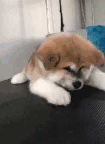 可爱可奶呆萌的小奶狗,可爱呆萌小奶狗