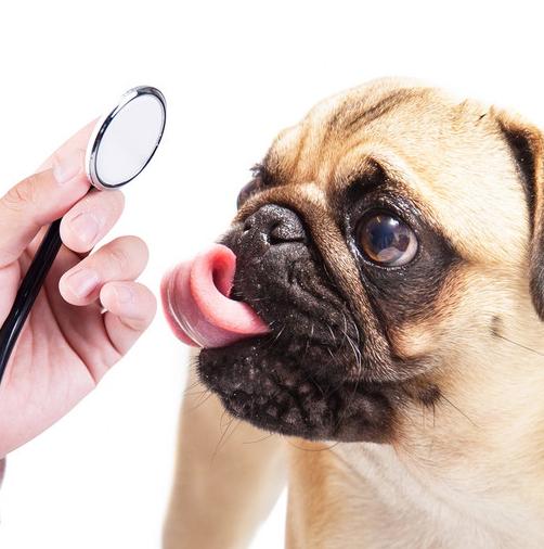 狗狗临产前一天,狗狗在临产前离家出走