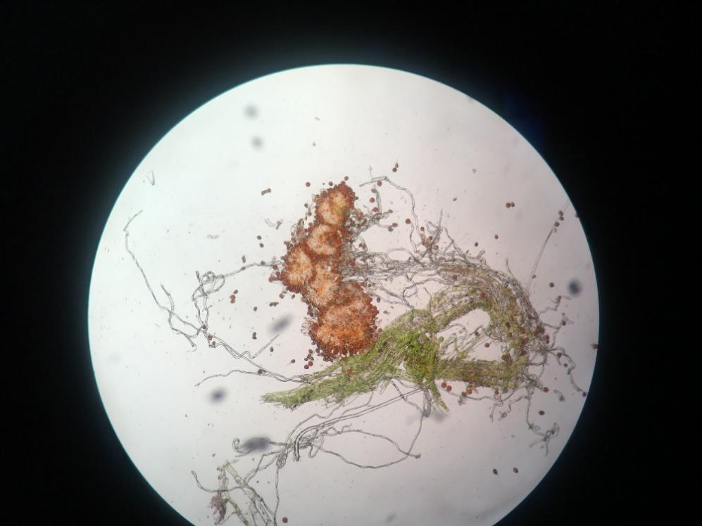 牧草牛羊吃了长得快不生病,牛羊吃什么预防病虫