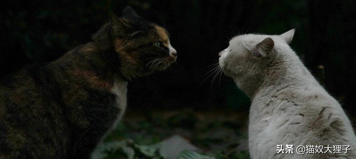 猫猫和狗狗会打架吗,猫猫打架打的哇哇叫没事吧