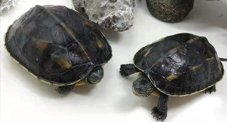 西非龟和沼泽龟哪个好养好看,黄耳龟跟黄头侧颈龟哪个好养