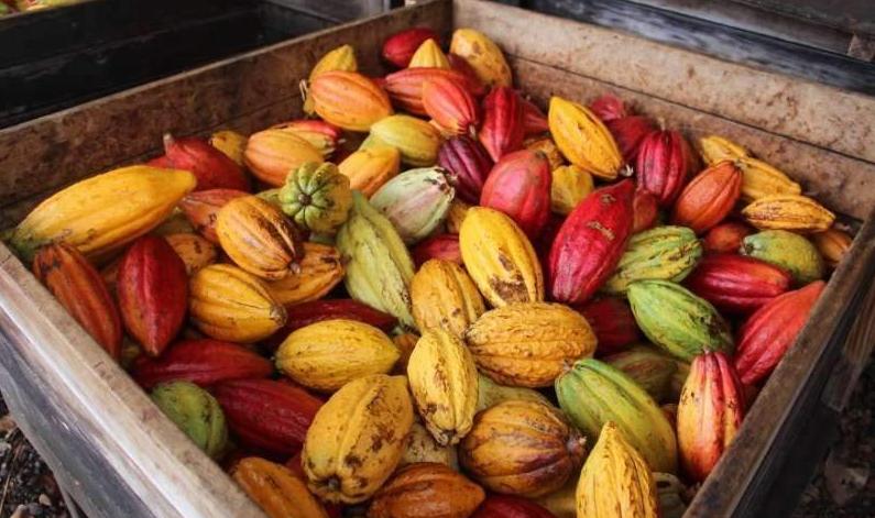 可可市场前景如何,可可市场价格