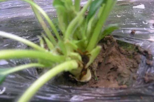 草莓叶子发黄边缘干枯补救方法,草莓心叶子萎蔫怎么办