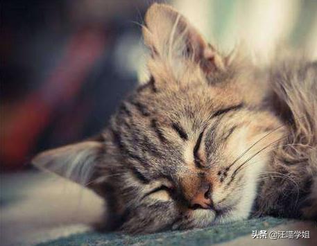 猫咪呕吐导致叠肠,猫咪频繁呕吐应该如何治疗