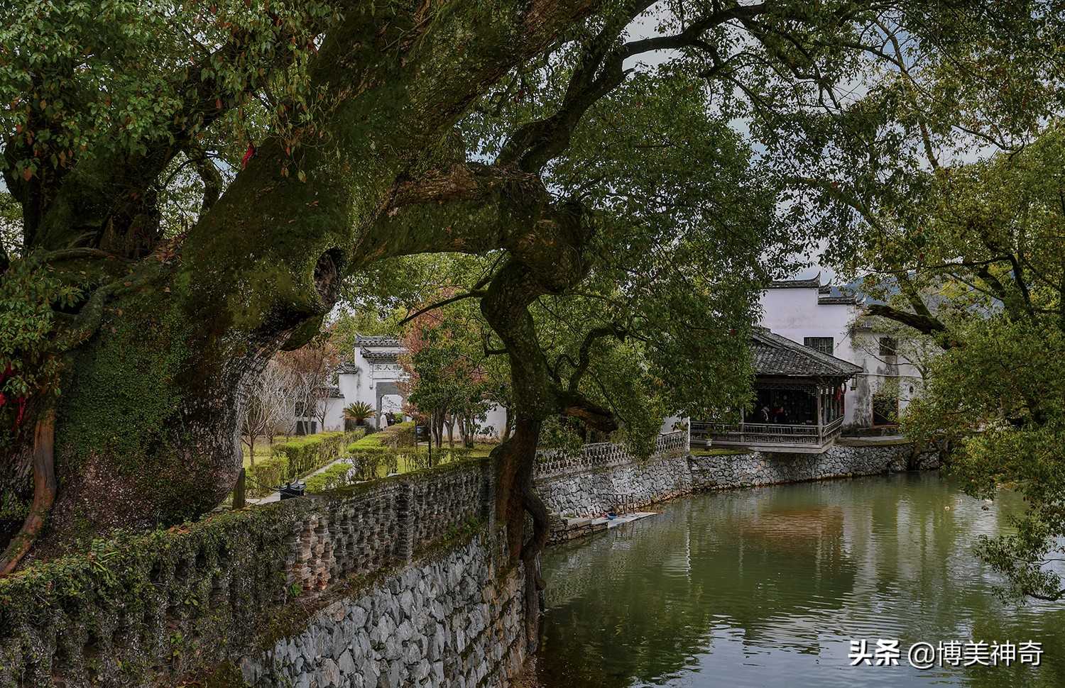 都知严田有棵救皇帝的樟王，却不明那七星伴月是何意，一图见真相