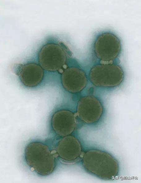 股海图志写真集,股海图志基因