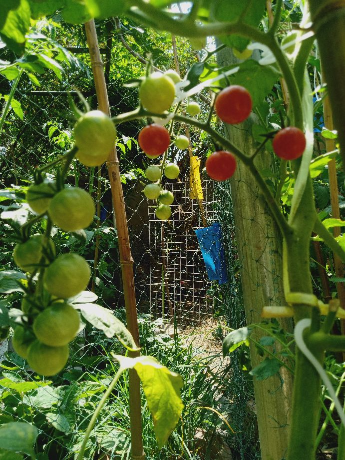 樱桃番茄最好的颜色,樱桃番茄挑选
