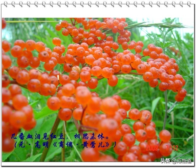 一颗红豆寄相思文案,一颗红豆寄相思动画