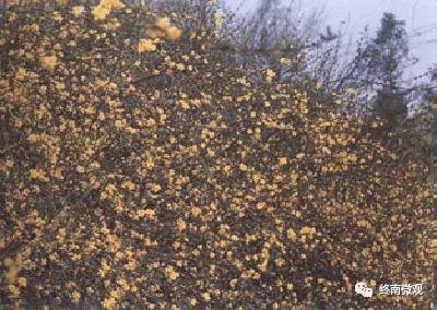 日本国花是什么花啊,全世界各国的国花是什么花