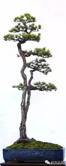 双干树,双干型果树